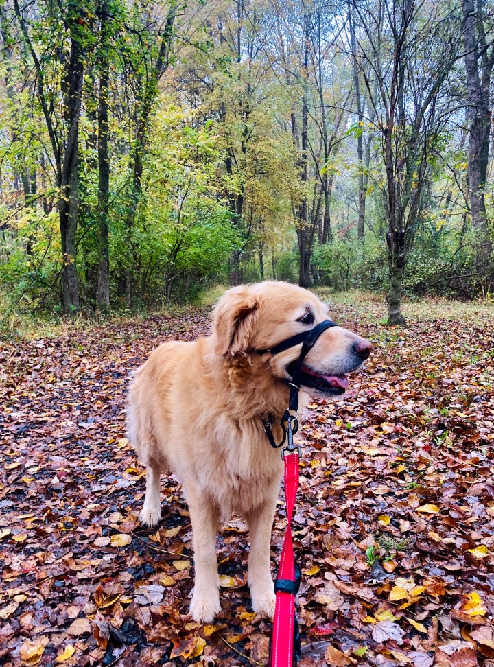 T1D: Lockdown Edition